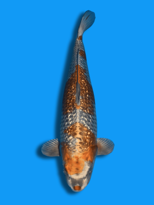 Ginrin Ginga | Koi&Co.